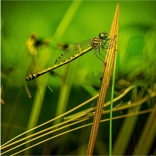 Чутьё кондитера. Мистический детектив (+16)