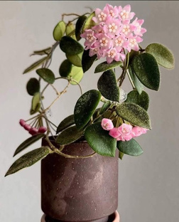 150тр к зарплате на домашних растениях 