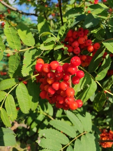 Осенние рецепты