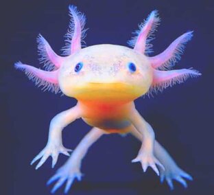 Необычные животные