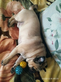 Тимоха. Четвёртый годик счастливой жизни.