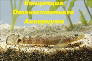 Концепция Отечественного Аквариума