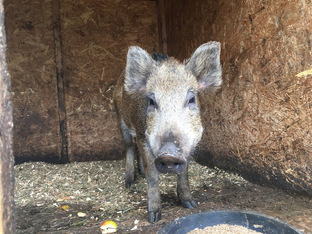 Животные на подворье