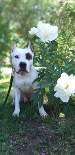 Неподбор. Руководство по работе с собакой-пылесосом