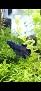 Аквариумные хроники