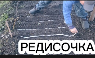Огородные дела