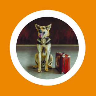 Ждут своего хозяина