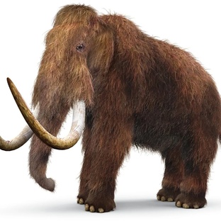 Мамонт: гигант ледникового периода и его тайны