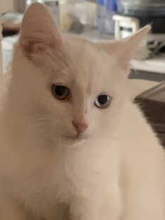 Мой новый питомец