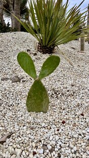 Дела садовые