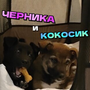 КОКОСИК и ЧЕРНИКА - щенок, получивший сотрясение и травму челюсти в ДТП