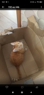 рыженькие приносят счастье