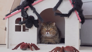 Кошки vs 
