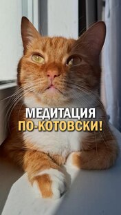 Кот, кошка и жизнь кошачья