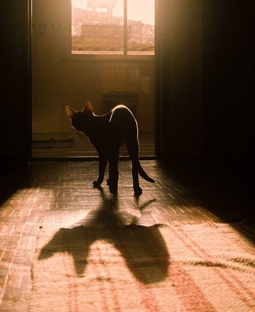 БИЗАРРЕСКИ