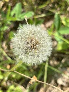 Лиля— история длиной в жизнь