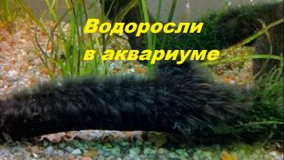 Аквариум и водоросли