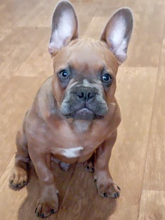 Соломон, моя ❤