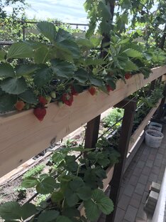 Выращивание клубники в горшках,в в ящиках.Мой первый опыт