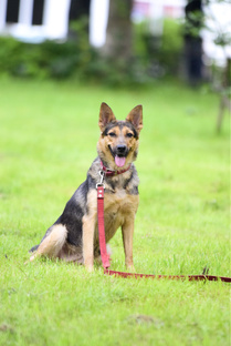 Они ищут дом