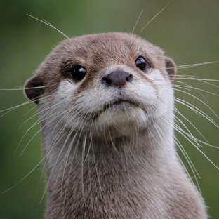 Выдра: ум, грация и хищный инстинкт в одном пушистом звере