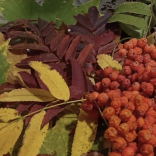 Золотая осень 🍁🍁🍁