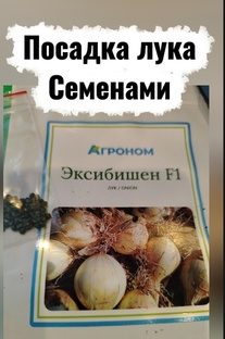 Лук от семян до луковицы 👌 