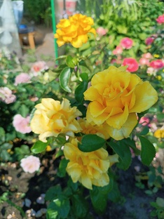 Цветочный рай