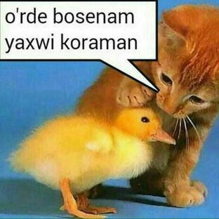 патписчич нада срошник 