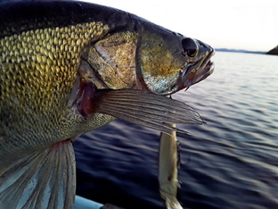 Троллинг верхового судака