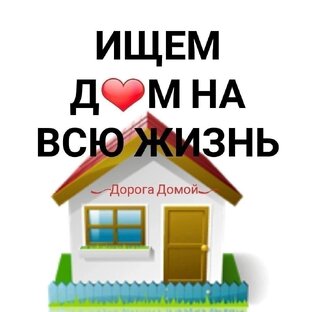 Собаки приюта. 