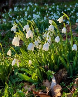 Квантовый менеджмент