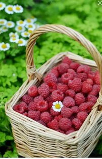 СП " А лето цвета..."