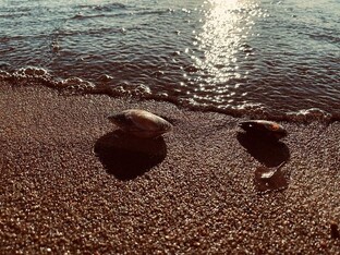 Гостевые дома