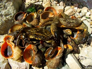 Крабы 🦀, Мидии, Рапаны, Устрицы, Рыбалка 🐟🐟🐟