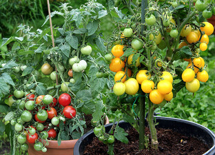 Подборки сортов