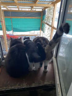 Будни в приюте. 