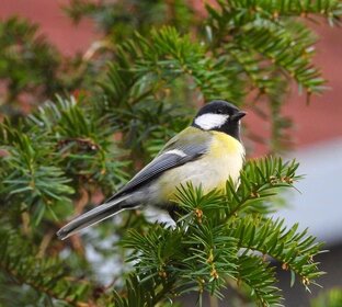 Большая синица (лат. Parus major)