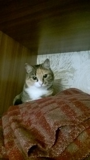 Найди кота 