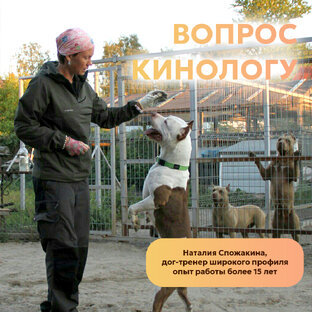 Вопрос кинологу