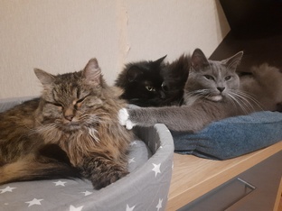 10 кошек - это диагноз? А у меня их 18😸