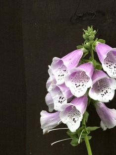 Статьи про мой дачный сад 