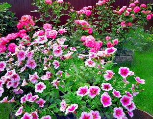 Петунии в моём саду.