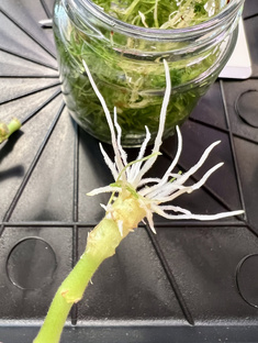 Укоренение пеларгоний 