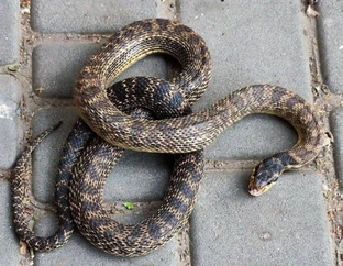 Правдивые истории