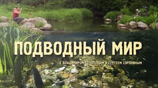 Подводный мир 