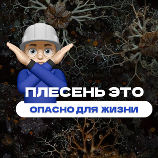 ПЛЕСЕНЬ В ДОМЕ 