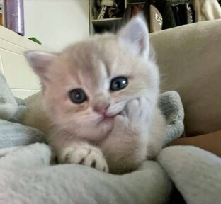 Всё о любимых котиках)🐱🐾🐈