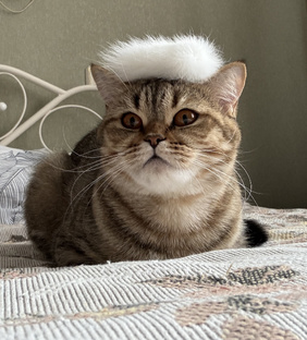 Котики-котики😻😸😿😼🙀😹