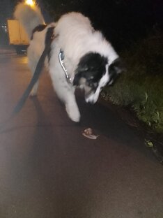 Хвостатые реабилитологи